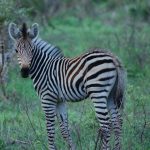 Grévy's zebra is the only species of subgenus Dolichohippus