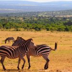 Zebras only sleep when neighbors are around