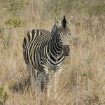Equus quagga boehmi is the scientific name of Grant's zebra