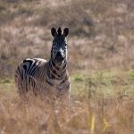 Equus quagga selousi is the scientific name of Selous' zebra