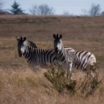 The ultimate origin of the name "zebra" is unknown