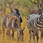 Although zebra's have night vision it is not as advanced as that of their predators