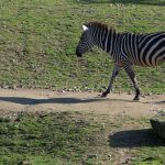 Thorny scrublands is one of the habitats of zebras