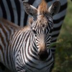The process of breeding zebras that are similar to the quagga that became extinct in the 19th century is called breeding back