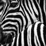 Plains zebras and mountain zebras live in groups