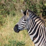 Quagga Project breed zebras that are similar to the quagga that became extinct in the late 19th century