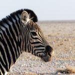 A zebra's stripes are unique to each individual