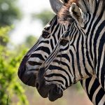 Zebras evolved within the last 4 million years
