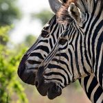 Zebras evolved within the last 4 million years