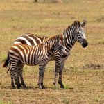 A group of zebras moving or standing together appear as one mass of flickering stripes to the predators making it more difficult for them to pick out a target