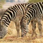 The camouflage hypotheses of the evolution of zebra's stripes has been contested