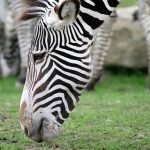 Habitat destruction and hunting for skins has severely impacted zebra population