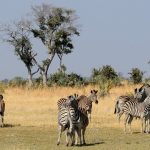 A zebra's ears stand erect when it is in a tense, calm, or friendly mood, pushed forward when it is frightened and pulled backward when it is angry