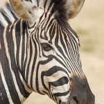 Grevy's zebra is classified as endangered