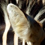 Zebras have rounder and larger ears than horses