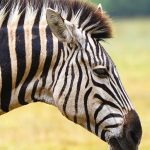 Grevy's zebra is the rarest species