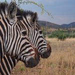 The stripes of a zebra are effective in attracting fewer tabanid horseflies and blood-sucking tsetse flies