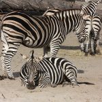 A zebra's ears are pushed forward when it is frightened and pulled backward when it is angry