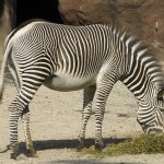 Grevy's zebra is an inhabitant of the grasslands of northern Kenya and Ethiopia