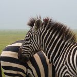 Fertile hybrids occur between plains zebras and Grevy's zebra in certain regions of Kenya