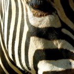A zebra barks or brays