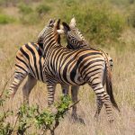 A zebra's ears are pushed forward when it is frightened