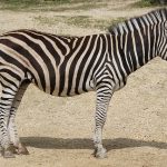The narrow long heads of Grevy's zebra make it appear mule-like