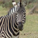 Donkey and horse are the closest relatives to zebra