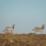 A zebra's ears are pushed forward when it is frightened and stand erect when it is in a tense, calm, or friendly mood