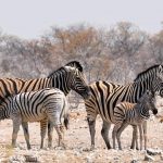 A zebra's ears are pulled backward when it is angry and pushed forward when it is frightened