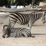 Stripes are used to cool the zebra