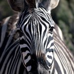 Equus quagga crawshayi is the scientific name of Crawshay's zebra