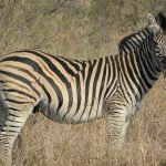 The long narrow heads of Grevy's zebra make it appear mule-like