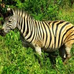 Zebra is closely related to asses, donkeys and horses