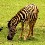 Coastal hills is one of the habitats of zebras