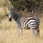 The three species of zebras are the Grevy's zebra, the mountain zebras and the plains