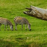 In captivity, mountain zebras have been crossed with plain zebras