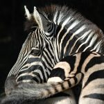 Zebra populations are diverse