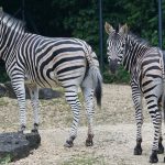 The plains zebra is the most common type of zebras