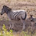 The ultimate origin of the name "zebra" is uncertain