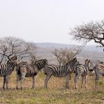 A zebra's ears are pushed forward when it is frightened, pulled backward when it is angry and stand erect when it is in a tense, calm, or friendly mood