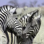Zebras will stand in an alert posture when surveying an area for predators