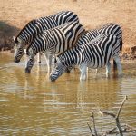 The camouflage hypotheses of the evolution of zebra's stripes has been contested because the predators of a zebra are more likely to have heard or smelled a zebra, especially at night