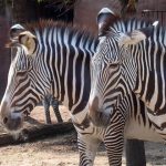 Mountain zebra is smaller than Grevy's zebras