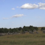 Zebras are very protective about their group members