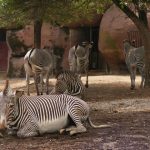 Zebras will stand with ears erect and head held high when surveying an area for predators