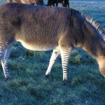 Grevy's zebras have long narrow heads