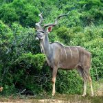 Impala belongs to Chordata phylum.