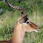 Impala belongs to the Animalia kingdom.