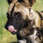 African hunting dog